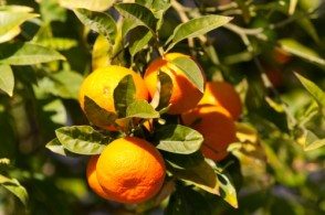 В феврале на улицах Салоник созревает множество апельсинов